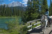Ride along the Bow River on the Bow River Ride with Banff Trail Riders in the Canadian Rockies