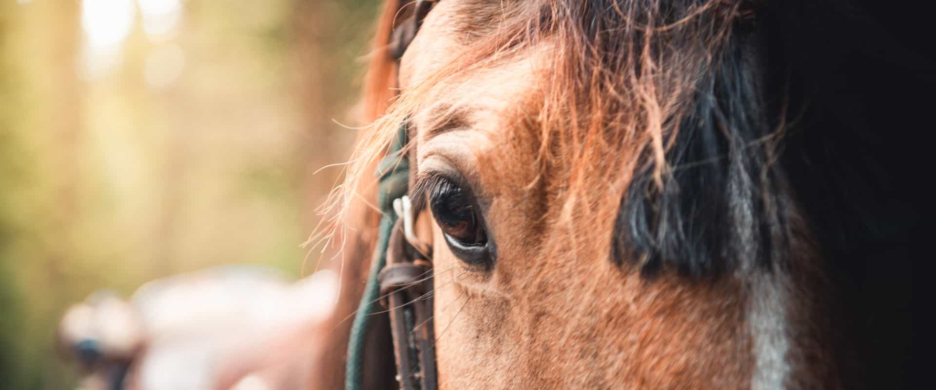 We have 300 friendly horses to choose from for horseback rides